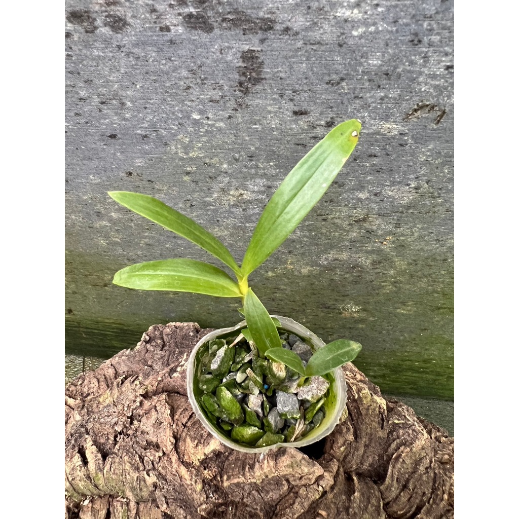 噢葉design "Dendrobium brymerianum長蘇石斛" 蘭花、塊根植物、圓葉花燭、蔓綠絨、鹿角蕨