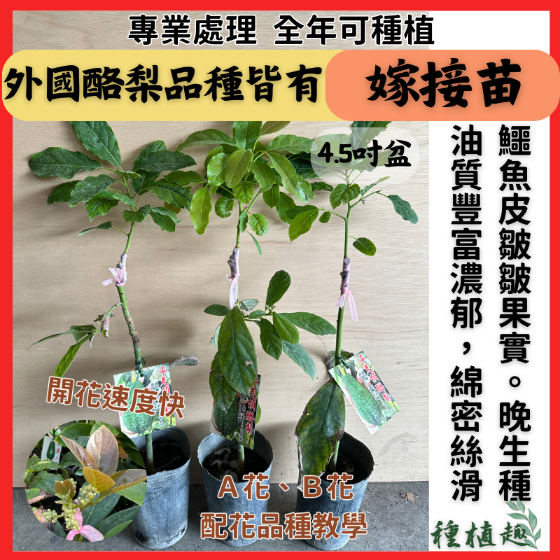 ［種植趣］國外品種 酪梨 嫁接苗 挑戰價格 綠得 露拉 泰國一號 甜酪梨 哈斯 平克頓 富爾德 果樹 苗 酪梨苗