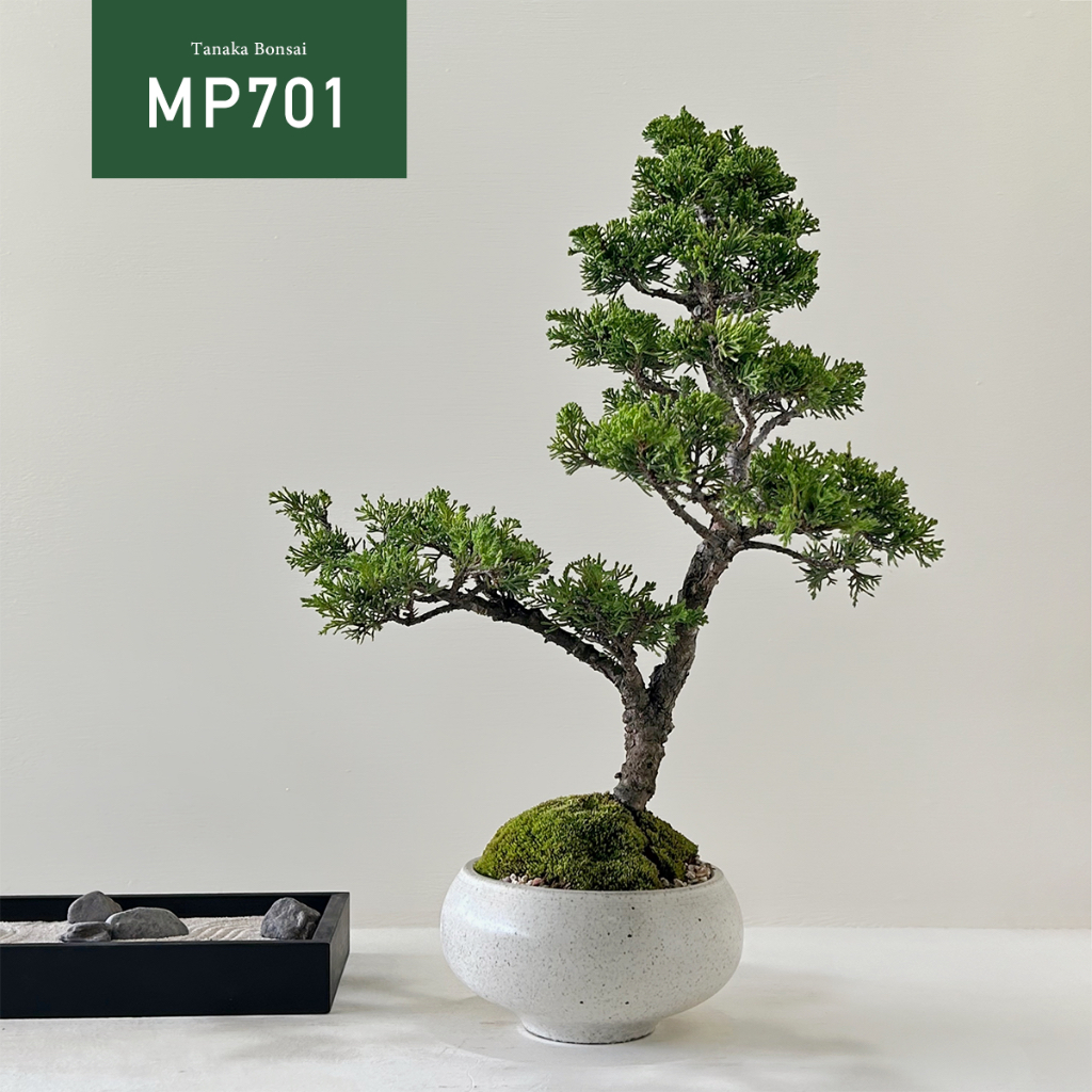 【Tanaka Bonsai】MP701 宮阪系魚川真柏盆景(不含枯山水套件）｜松柏盆栽