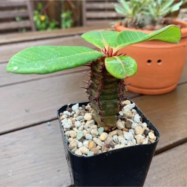 Euphorbia neohumbertii 大戟種子