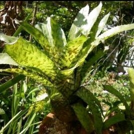 Aechmea correia-araujoi積水鳳梨觀葉植物