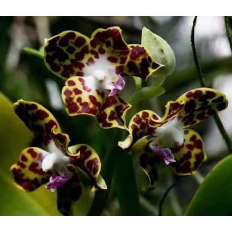 Phalaenopsis hygrochila 濕唇蝴蝶蘭很香