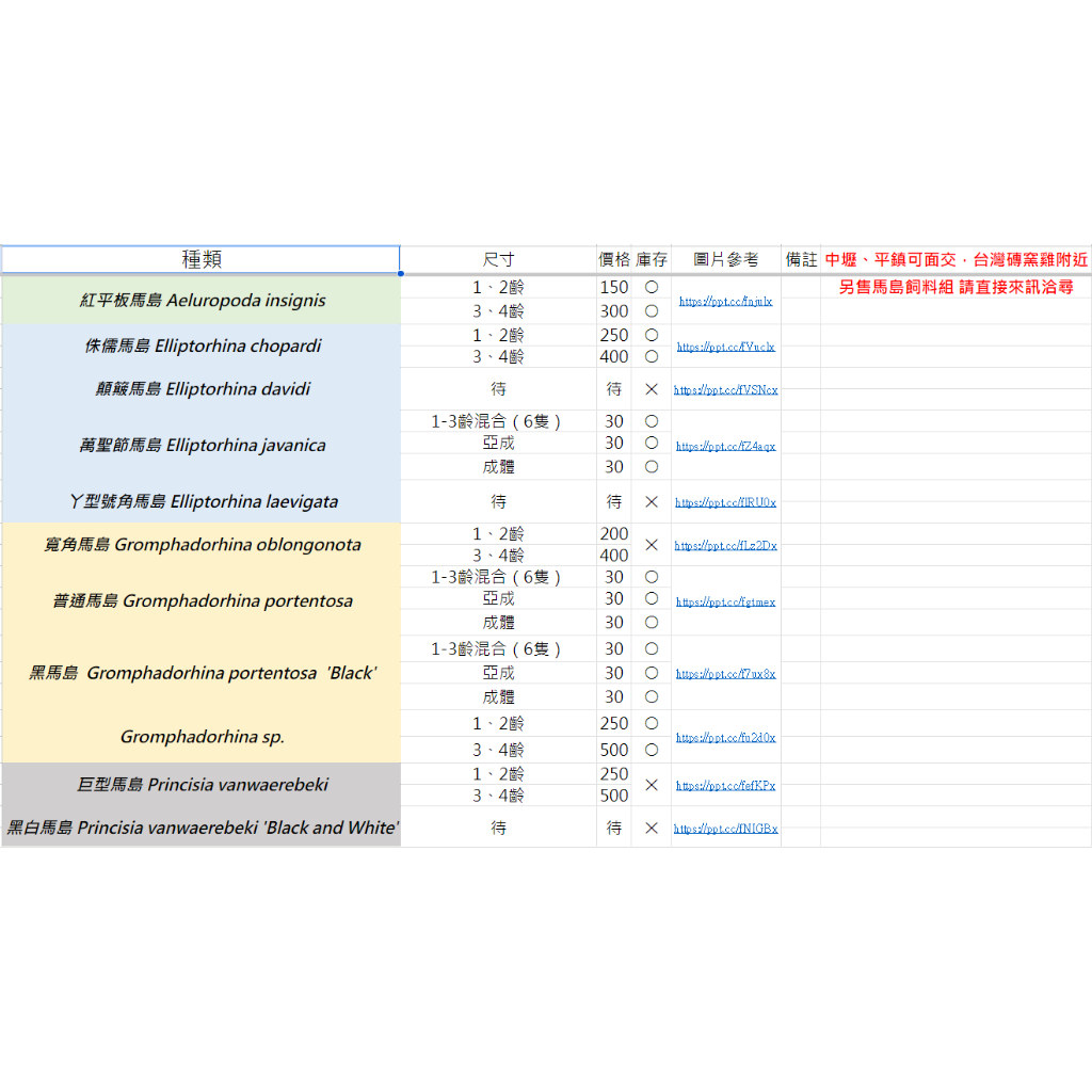 ［馬島大強得小窩］紅平板馬島、侏儒馬島、Gromphadorhina sp.馬島蟑螂等各種馬達加斯加蟑螂「木莫刑土」