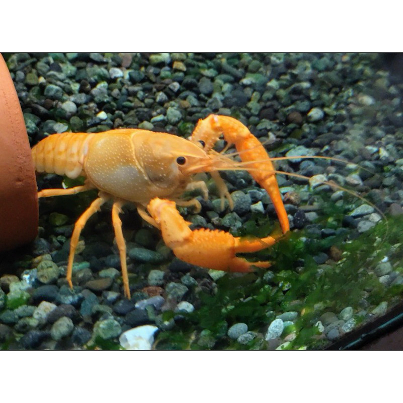 (10克送2克！）24K金 黃金甲 螯蝦 模型 專用增豔飼料