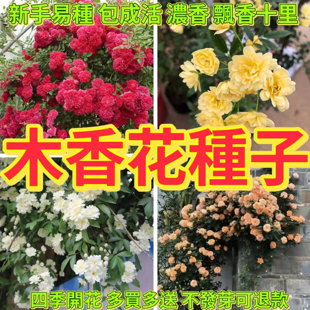 🔥木香花種子🍓七里香花卉種子 爬藤植物 木薔薇花卉 耐寒驅蚊爬藤高手黃木香種子 庭院爬藤綠植 濃香花