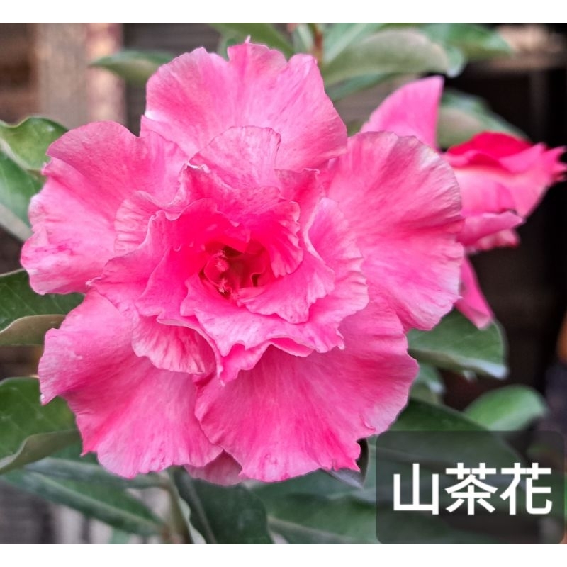 沙漠玫瑰（山茶花）是“6.5”吋盆，重瓣品種，容易開花