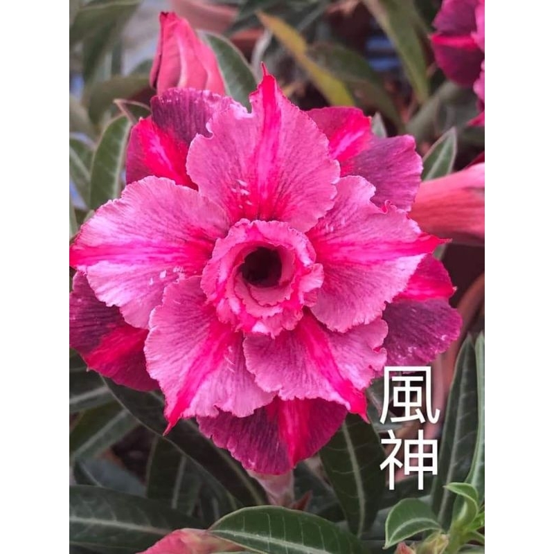 沙漠玫瑰（風神）是“6.5”吋盆重瓣品種 容易開花