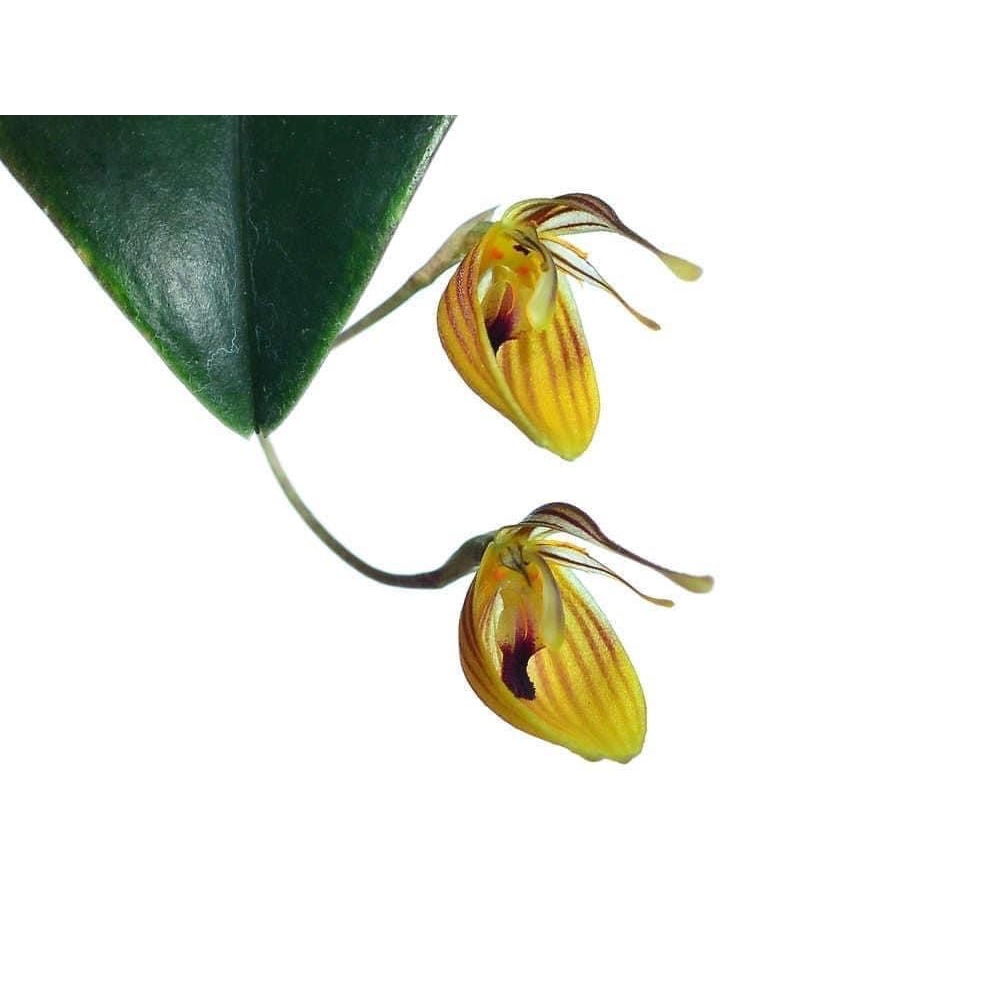 噢葉design "Restrepia nittiorhyncha(南美進口)" 蘭花、塊根植物、圓葉花燭、蔓綠絨