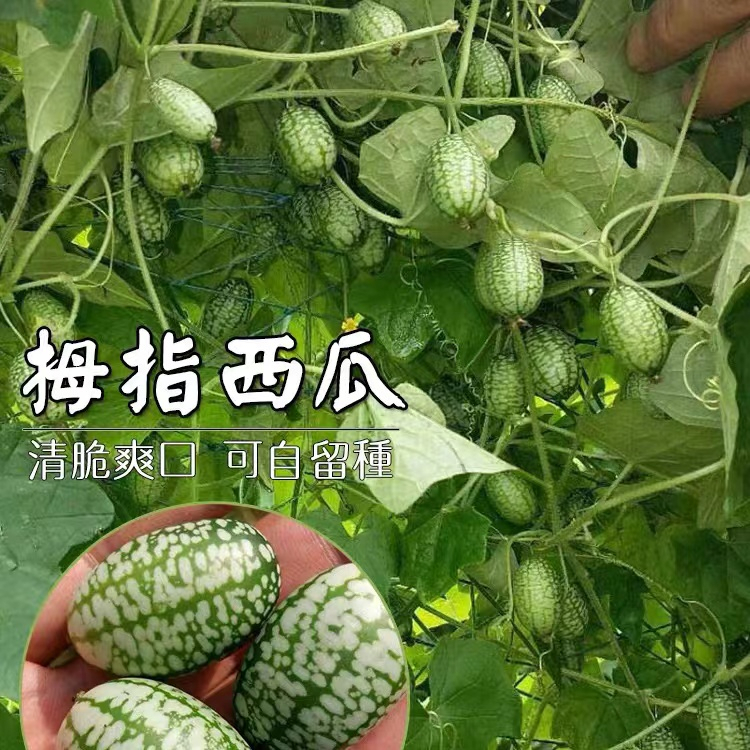 🍓【免運大熱銷】拇指西瓜種子🔥四季拇指西瓜種子一株可結60-100顆果 小西瓜可留種 迷你水果種子陽台庭院盆栽種植