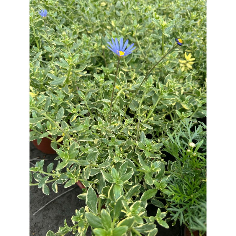 ｛英宏｝藍瑪格麗特5寸 陽光植物 開花植物