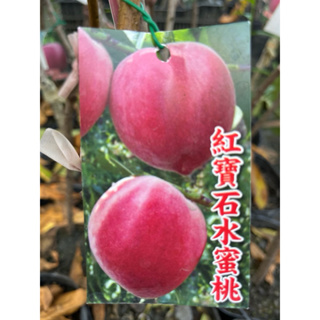 紅寶石 水蜜桃/4吋～嫁接果樹苗木⋯