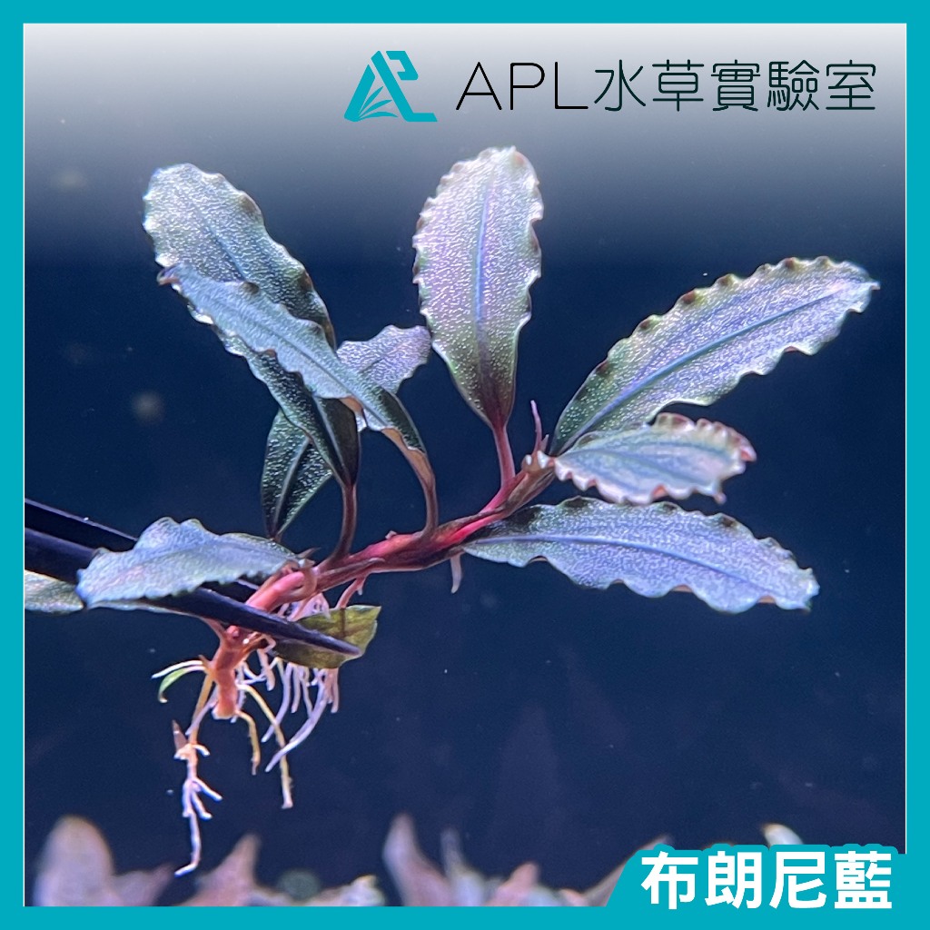APL水草實驗室 - 布朗尼藍 辣椒榕 神秘草 水中葉