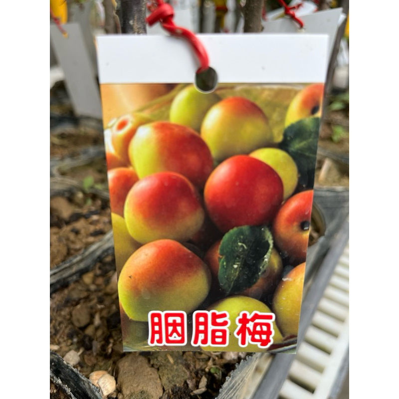 胭脂 梅 /4吋～多年生季節性落葉開花著果苗木⋯