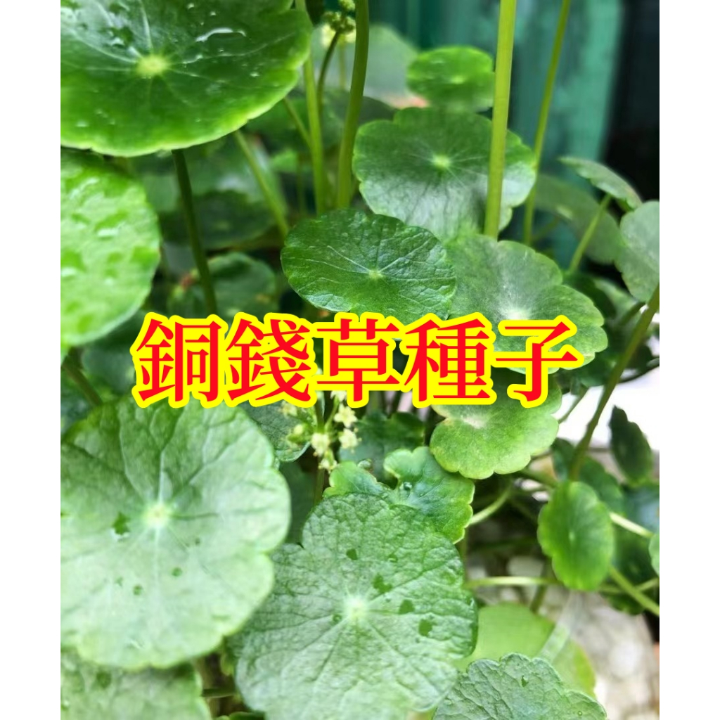 🌱【馥郁】銅錢草種子 招財旺宅 水培真水草種子 魚缸水 新手易種 金錢草