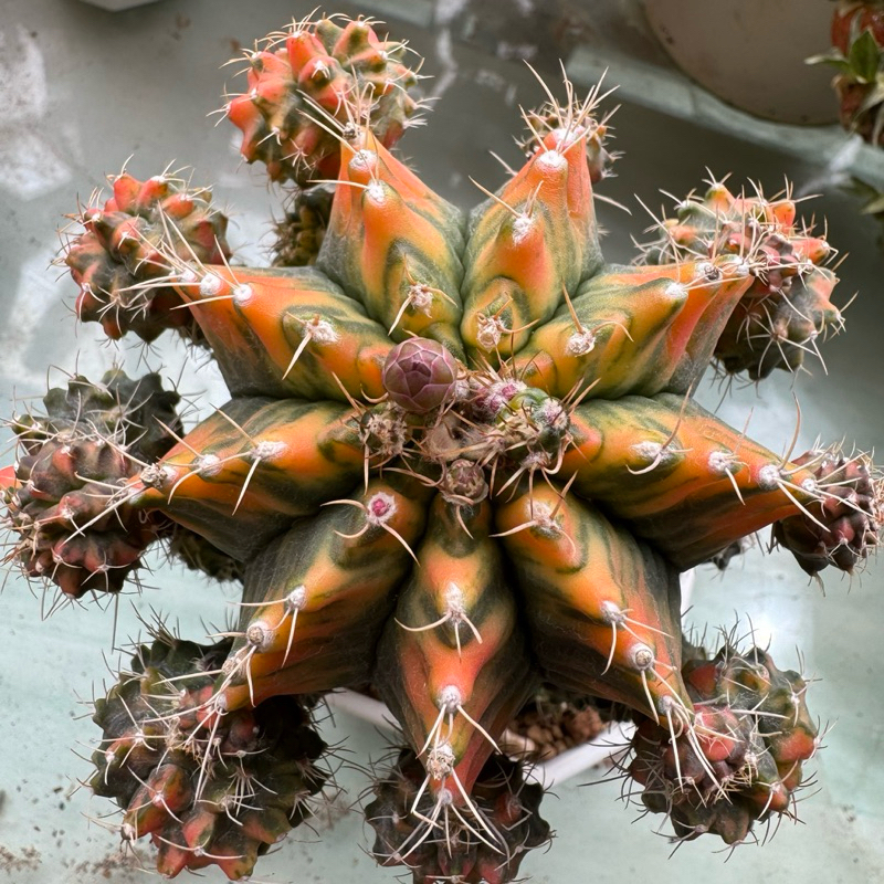 肉部屋 售側芽可挑 緋牡丹錦 裸萼球屬 仙人掌 多肉植物 Gymnocalycium mihanovichi