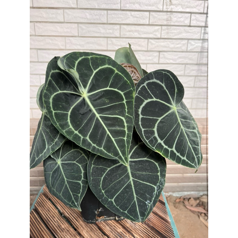 圓葉花燭 Anthurium Clarinervium 明脈花燭