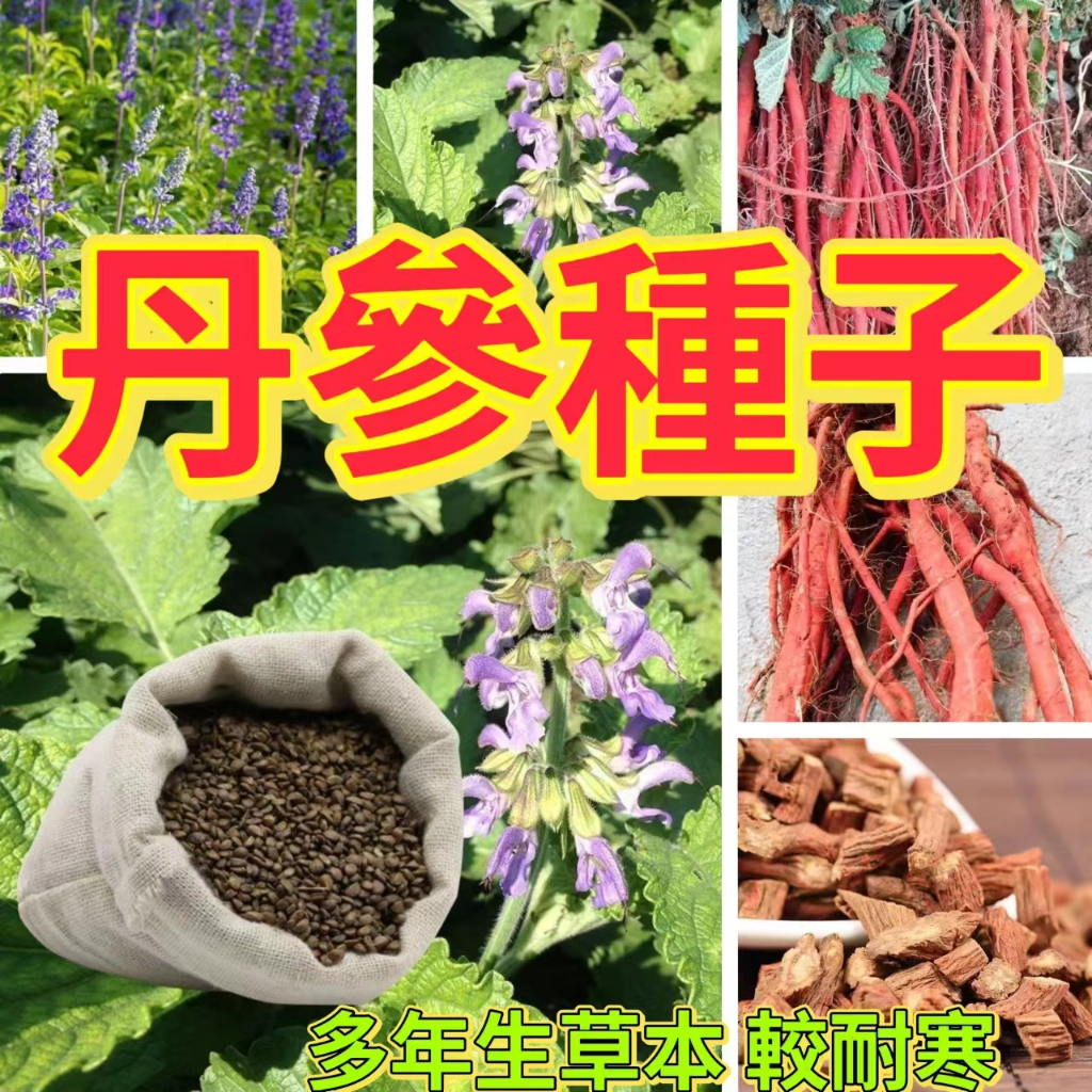 🔥丹參種子🍓血生根種子 紫花丹參 紅花丹參 名貴中藥材 多年生 新易種植 藥用種子大紅跟泡茶藥用種子