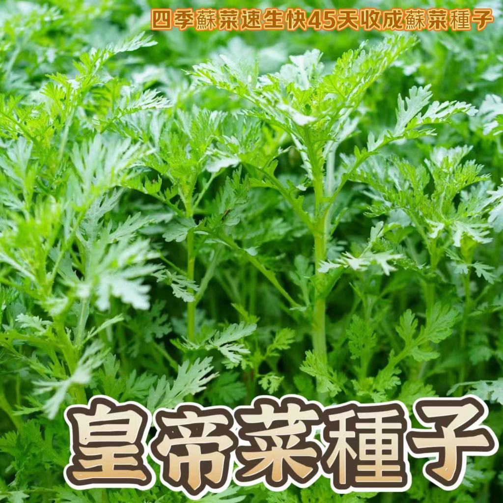 🔥【皇帝菜種子】🌱小葉茼蒿 光杆小叶茼蒿種子種籽菜種皇帝菜籽青菜蔬菜孑菜籽茼蒿菜種子籽