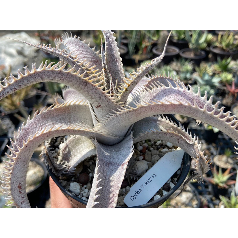 Dyckia T-Rex F1 沙漠鳳梨 / 4吋 進口已定植穩根/奧莉諾多肉園