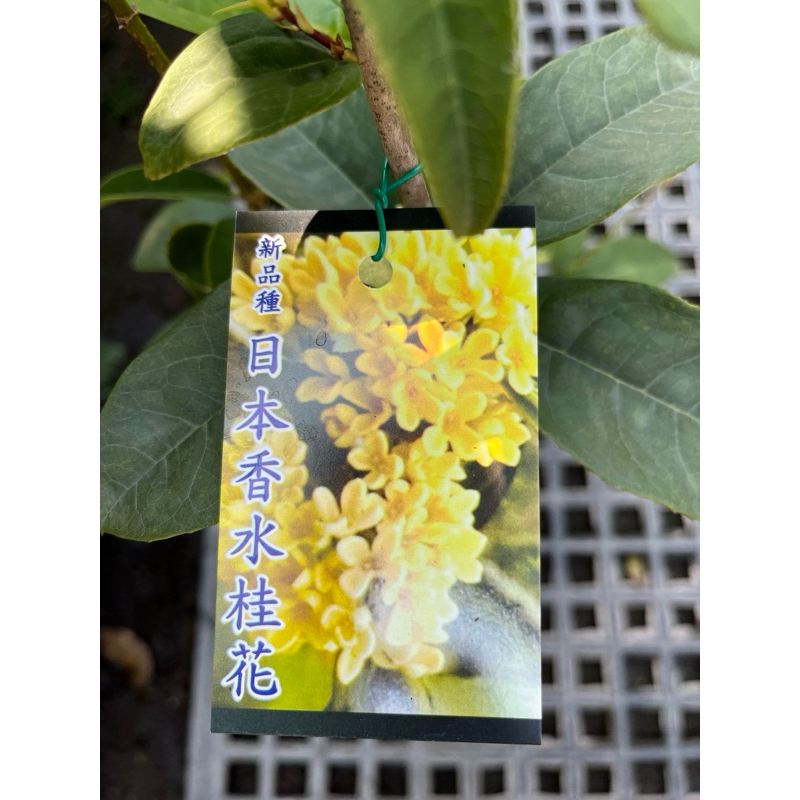 日本香水桂花 / 6吋盆～新品種⋯