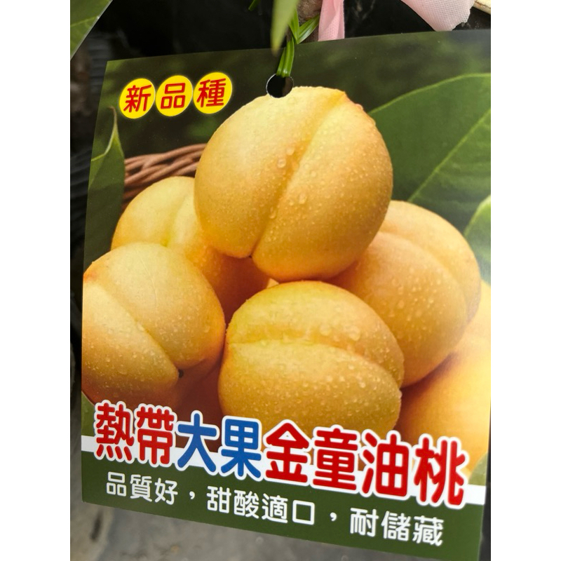 熱帶大果金童油桃  / 4.5吋～嫁接果樹苗木⋯