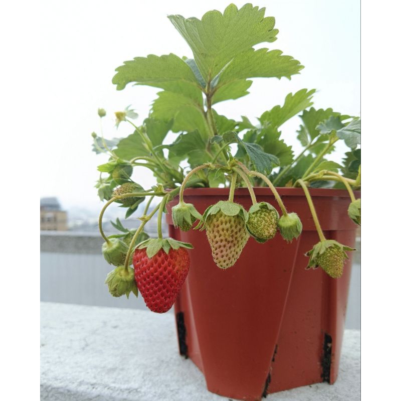 «草莓苗🍓»   寧馨/豐香 台系/陸系草莓苗 日本品種請進賣場