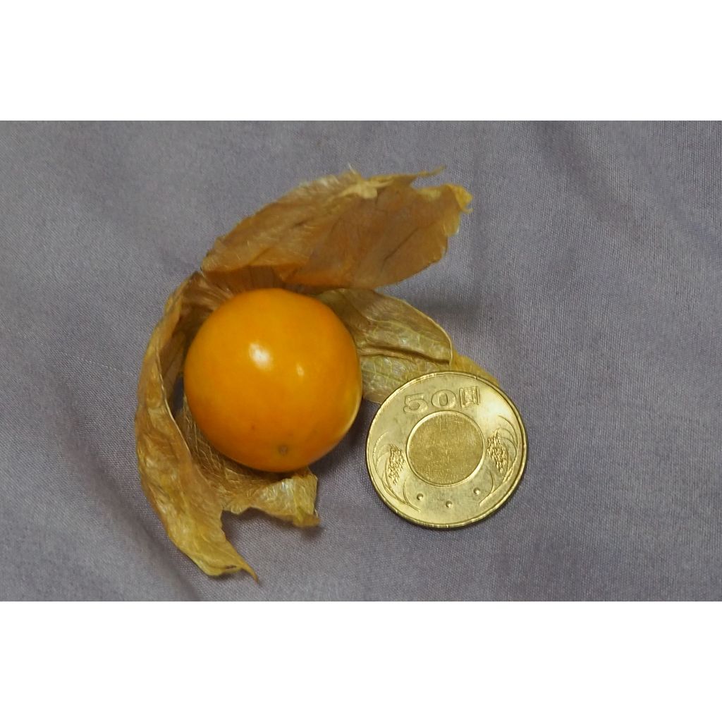 燈籠果  (黃金莓/日本種燈籠果)種子