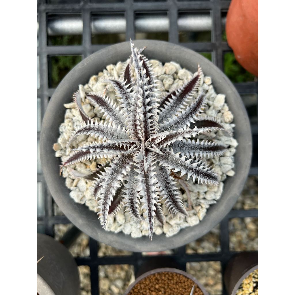 幽浮野草鋪🌿 白鋸闇焰 Dyckia spp. Hybrid 沙漠鳳梨 園藝種 選拔交種 暗紅色 超大鋸齒 稀有型態