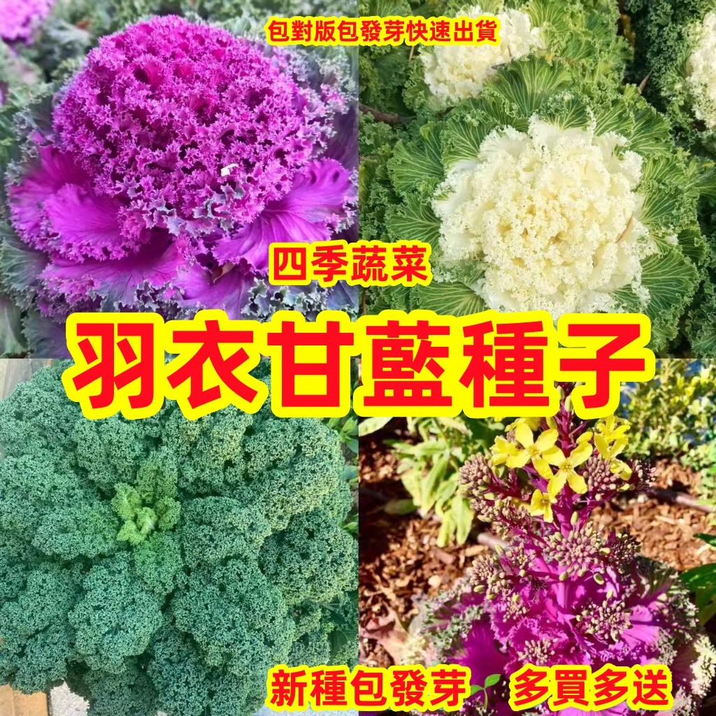 🔥✨蝦皮熱銷【開發票】收据 羽衣甘藍種子 四季蔬菜 陽臺盆栽大田種子 四季可播 耐寒蔬菜種子健康 多次採收 耐熱抗寒