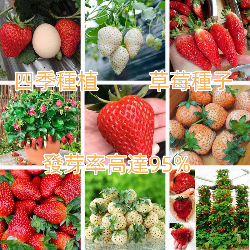 ✨超多款 四季種植【草莓種子】發芽率高達95% 四季草莓 奶油草莓  種子種籽