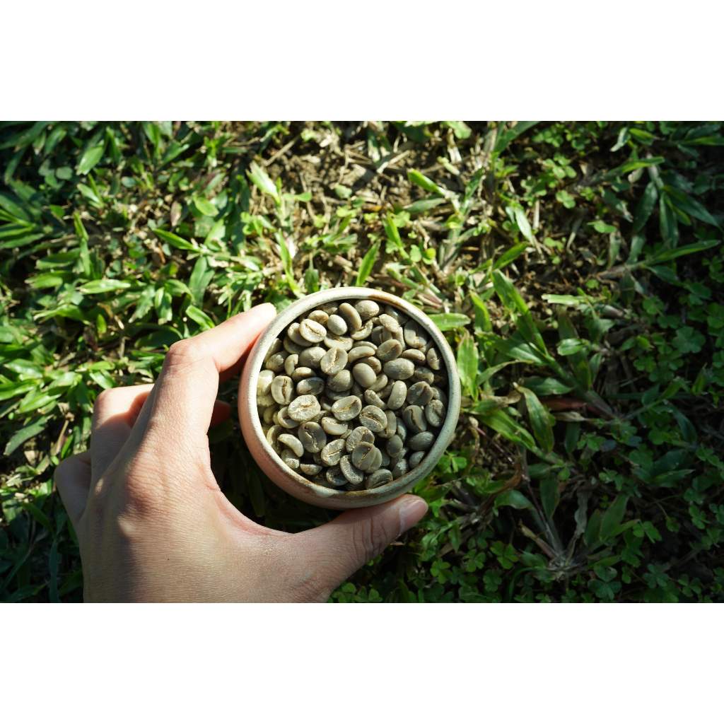 咖啡生豆｜哥斯大黎加 阿蜜斯塔｜有機咖啡豆