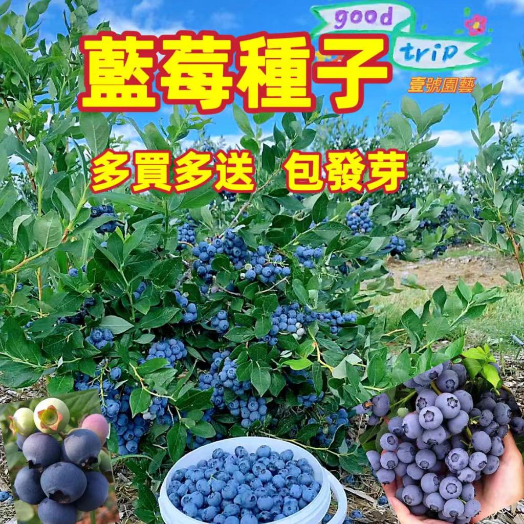 💎💎藍莓種子 樹莓種子 水果種子 藍莓盆栽 四季藍莓 四季可種 庭院陽台盆栽種植 名貴水果 新竹出貨 下單3-5天送達