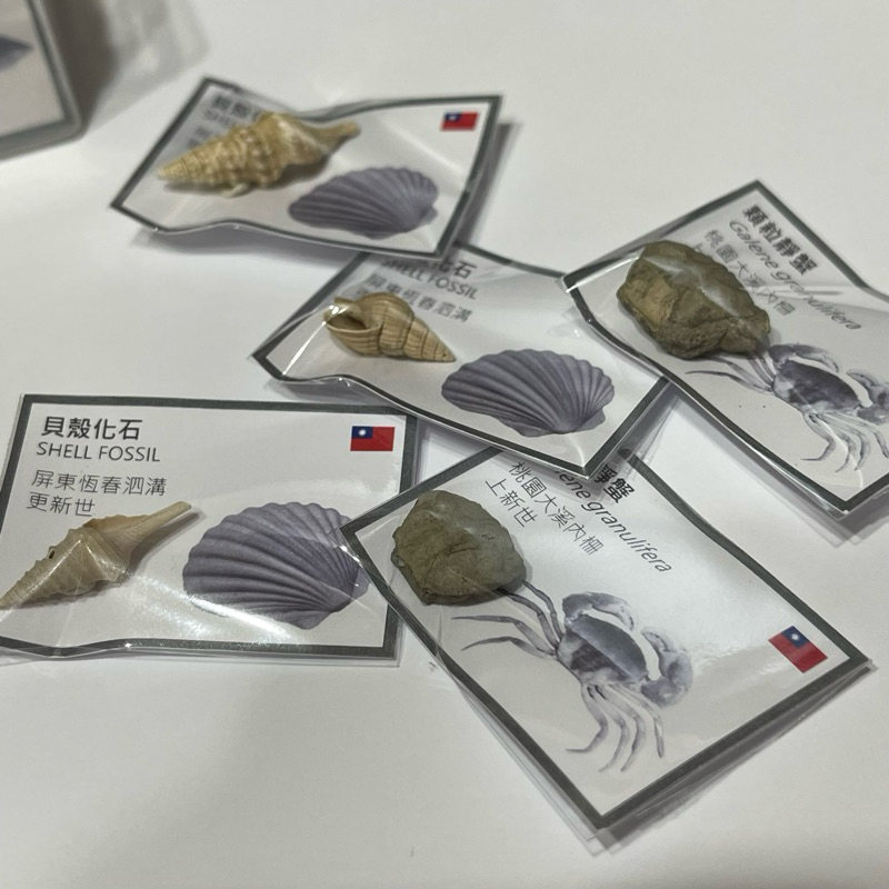 ［鮖䖨］台灣本土化石 貝殼化石 螃蟹化石