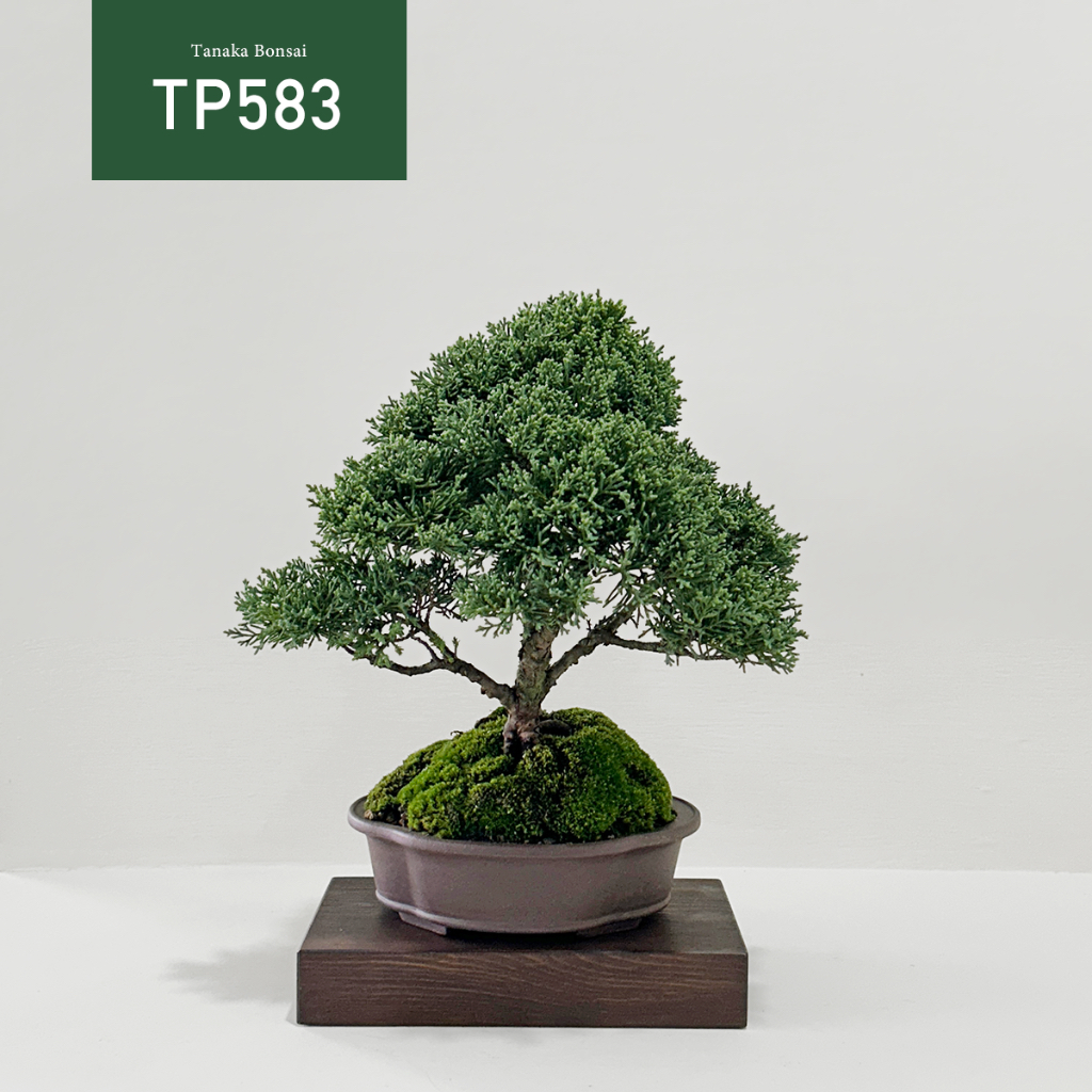 【Tanaka Bonsai】TP583 紀州真柏/鐵柏盆景(不含木墊片）｜松柏盆栽