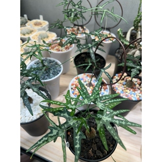 和煦植栽ت彩葉西番蓮/穩根植栽/一物一拍