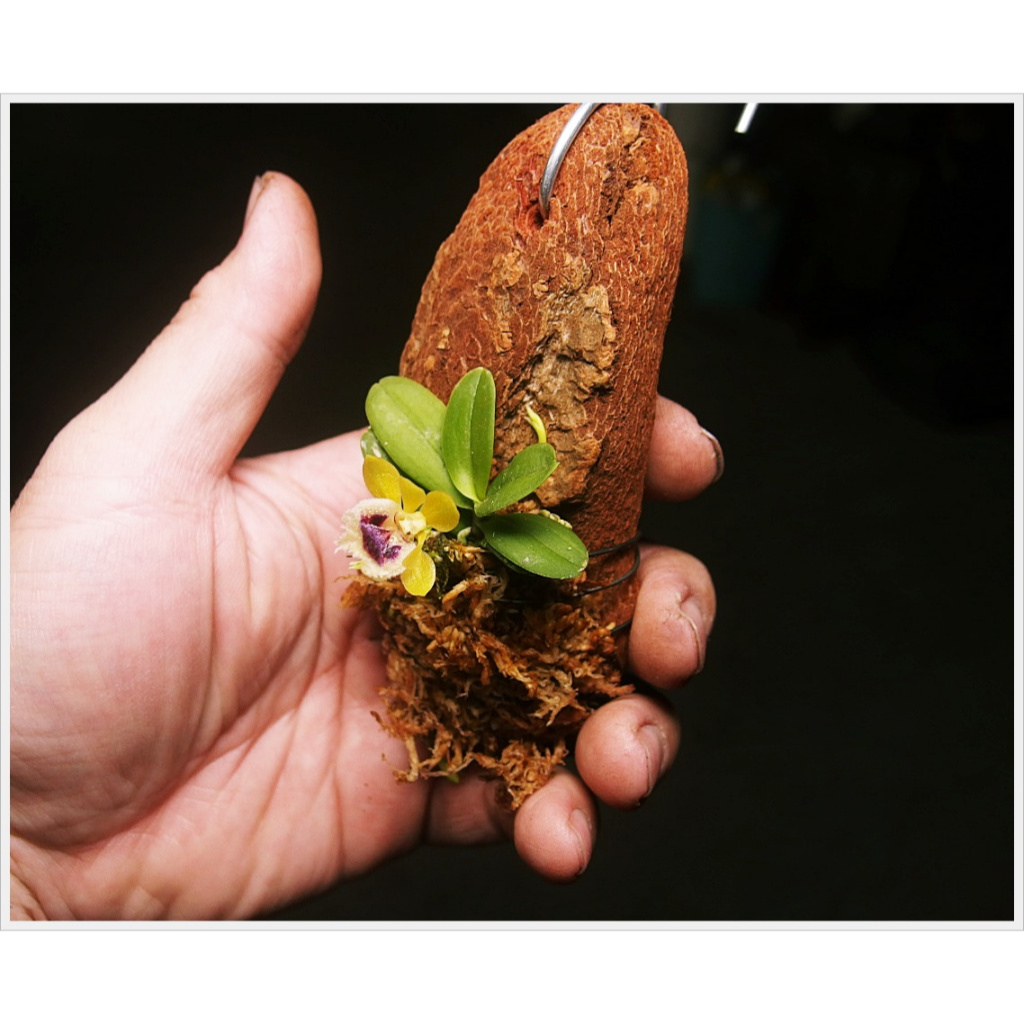 超迷你蘭花 台灣原生香蘭已上板  蘭花上板   上板植物(蝴蝶蘭， 石斛蘭，鹿角蕨上板)  台灣香蘭 生態缸