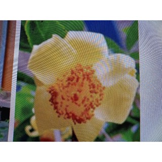 特殊稀有少見的中東金茶花，高度約有120公分，便宜割愛3800元優惠大榮，郵局免運費只有一盆好種植喜歡半日照的環境
