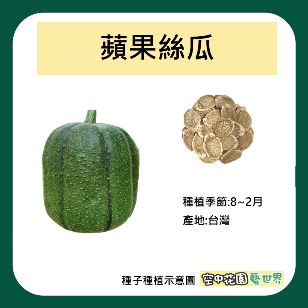 【台灣出貨 電子發票】蘋果絲瓜 種子 1顆 新育成 絲瓜 圓筒絲瓜 菜籽 水耕 空中花園藝世界