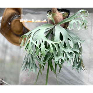 蕨竅~P.Banna#A|側芽販售|BannaA|鹿角蕨|側芽