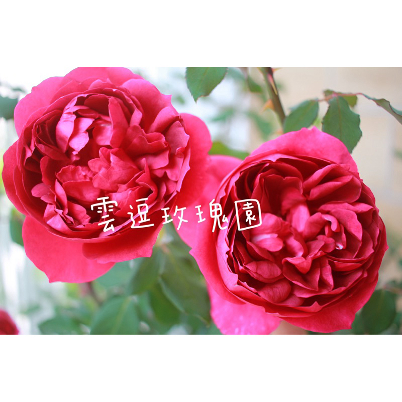 玫瑰花🌹濃香.伊芙秋日胭脂.可食用玫瑰🌹使用玫瑰專用土.伊芙秋日胭脂玫瑰花