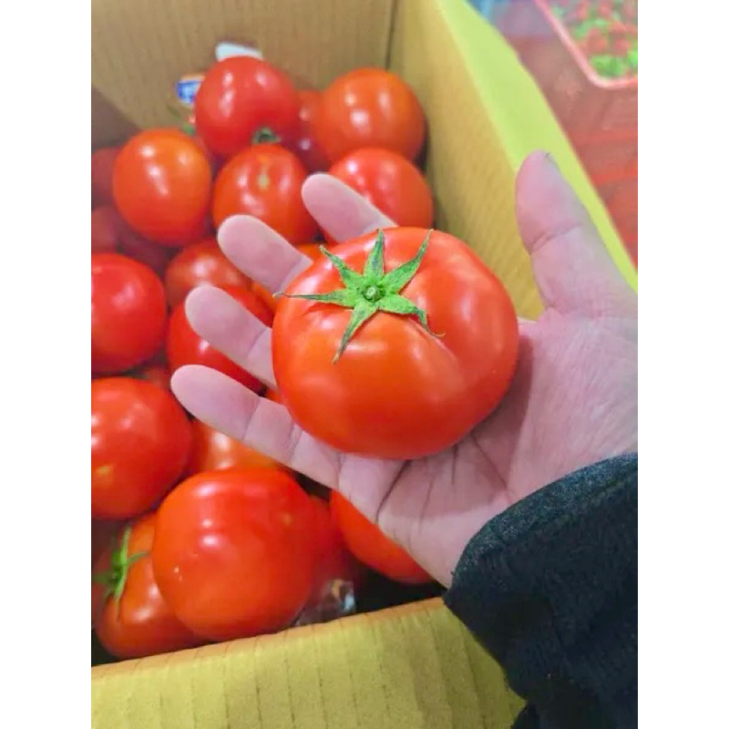 【仙菓園 現貨】🇹🇼高山牛番茄🍅單包半斤裝