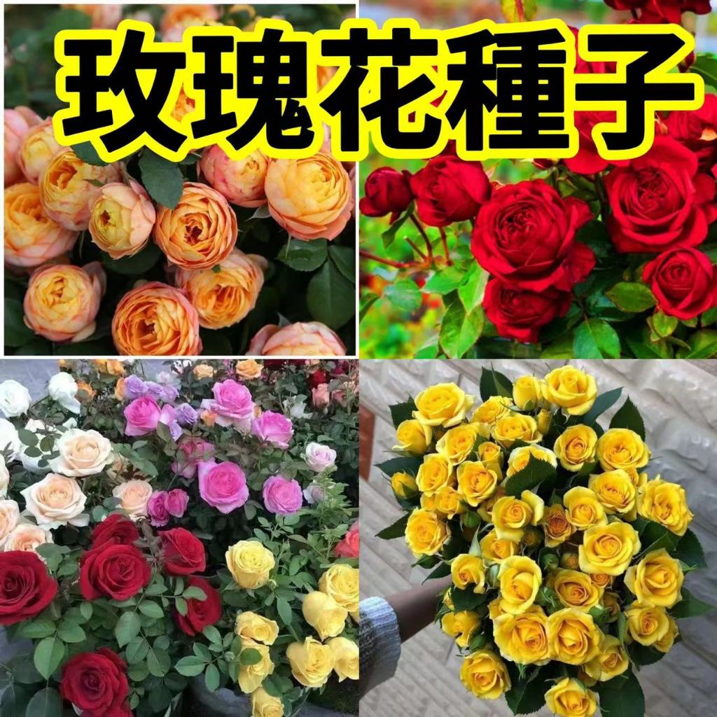 一元一粒 ⭐玫瑰花種子⭐ 30多款 超低價 四季開花 薔薇玫瑰種子 七彩玫瑰種子 月季花種子 五彩花卉 種子