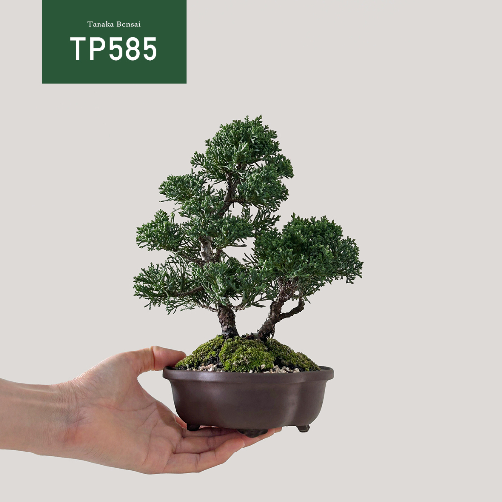 【Tanaka Bonsai】TP585 紀州真柏/鐵柏盆景 (不含枯山水套件)｜松柏盆栽