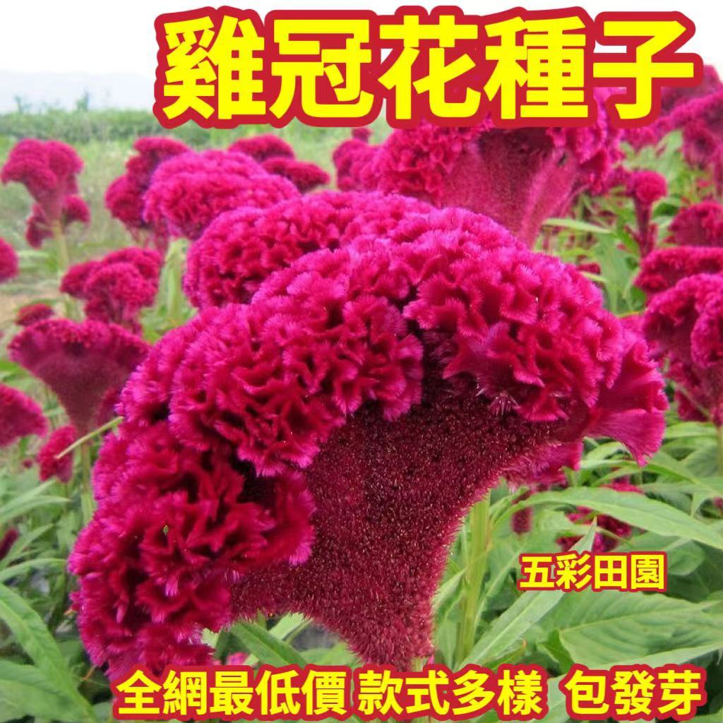 一元一粒  種子 ⭐雞冠花種子⭐ 多款 雞冠花種子 大全 陽台 庭院盆栽 種植  雞冠花籽  四季播種  新手易種