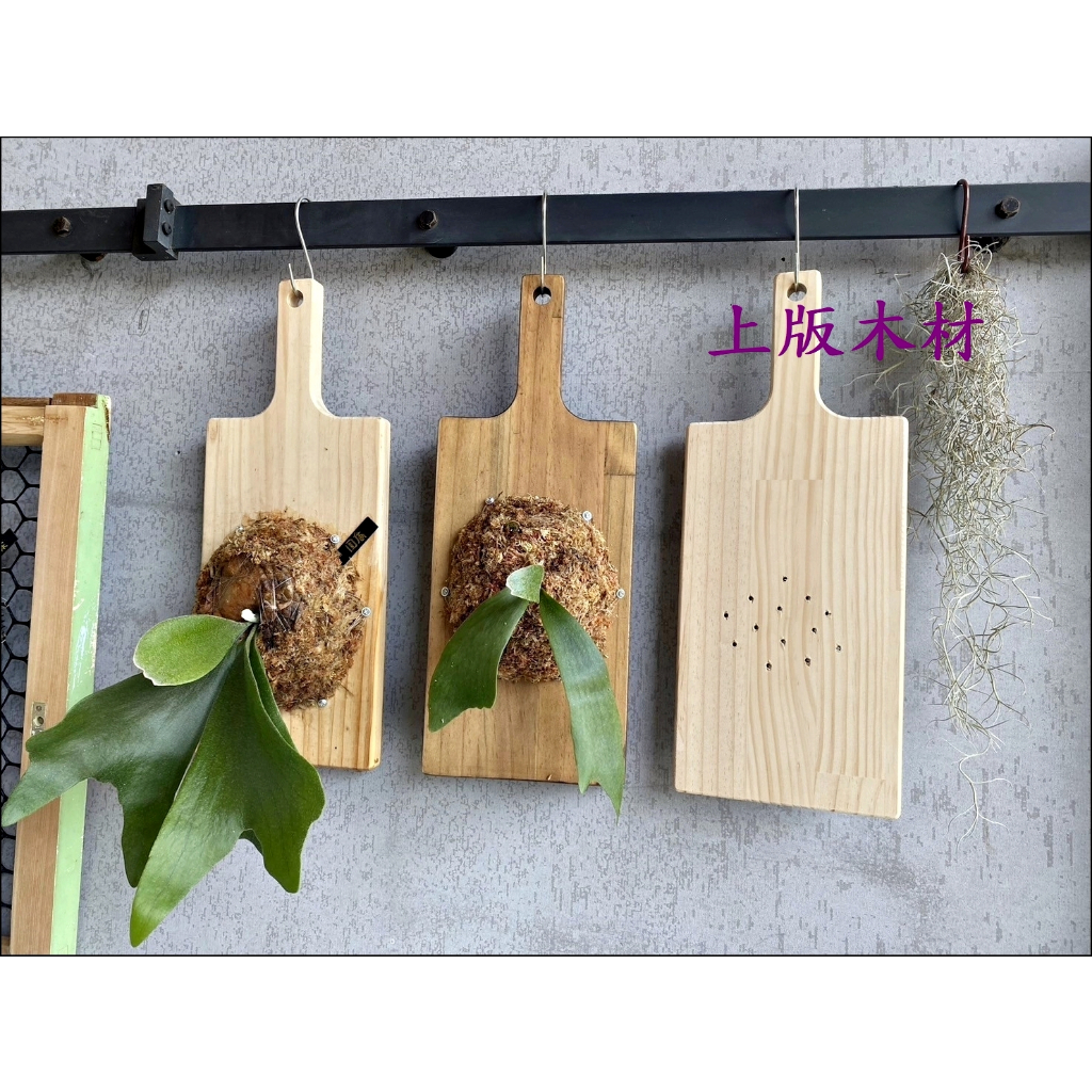 鹿角蕨板材 實木板材 鹿角蕨上板木頭 蘭花上板木材 植物上板 空氣鳳梨上板 蕨類上板木頭 限量促銷
