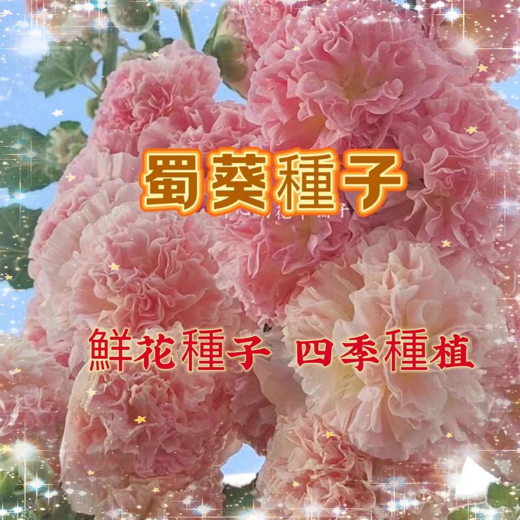 【買二送一】蜀葵花種子 重瓣蜀葵 多年生四季開花花卉種子 觀賞花卉種子