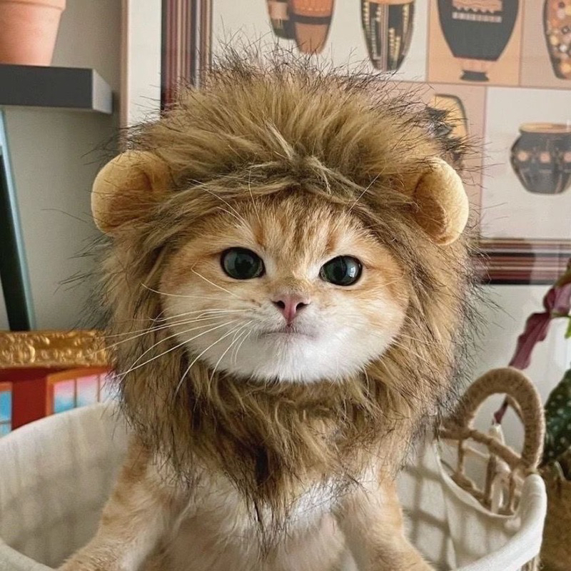 貓咪獅子頭套｜寵物可愛搞怪配飾頭飾