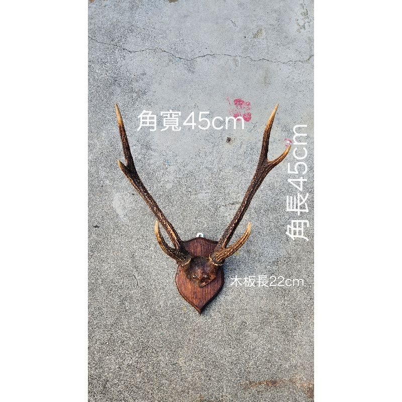 🦌🦌🦌(鹿角專賣店) 印尼水鹿頭骨標本壁掛