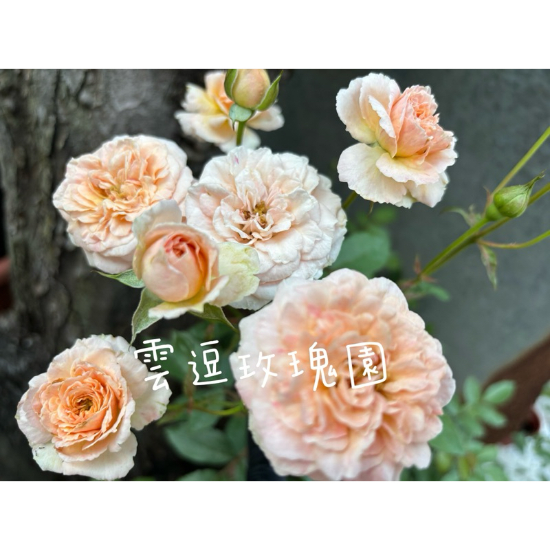 玫瑰花🌹幾乎無刺.日本迷你切花.朵朵小花.一朵小花玫瑰花🌹使用玫瑰專用土.月季玫瑰花