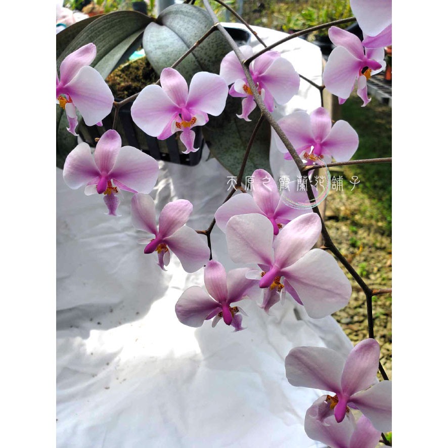 【蘭花舖子】Phal. schilleriana 西蕾麗蝴蝶蘭 032703